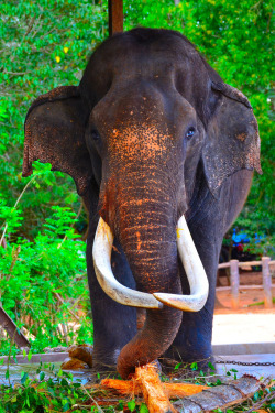 funkysafari:  Elephant, Pinnawala, Sri Lanka 