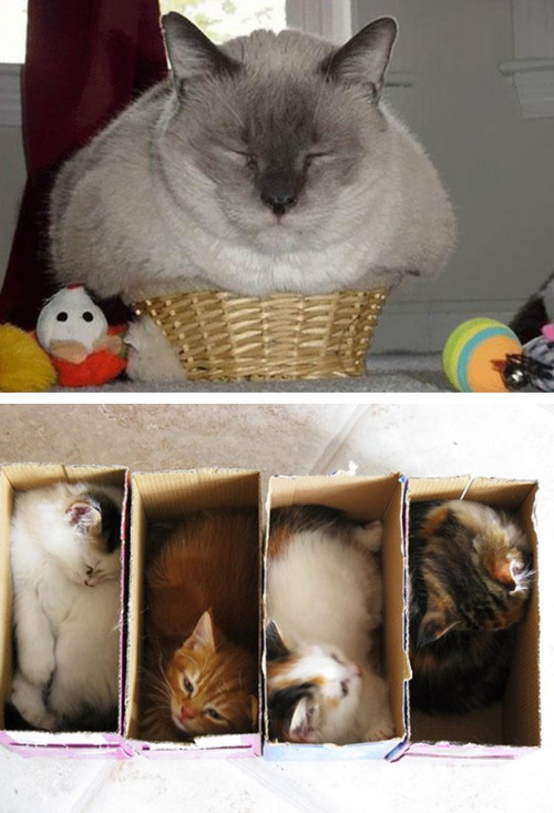 palmist:paigeabendroth:chauvinistsushi:tastefullyoffensive:If It Fits, I Sits [via]Previously: Cats 