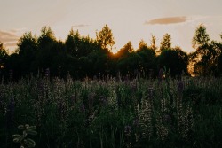 ponderation:  Lupines Violet Flowers by Irina