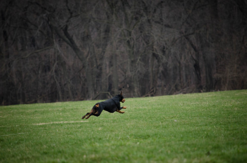 spanishmal:streetdogmillionaires:@spanishmal‘s magnificent Kaylee! She is fast, seriously fast, and 
