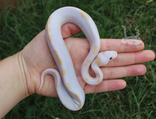 i-m-snek:FINALLY got these two eating on their own regularly. They will not be put up for sale until