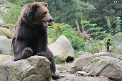 Fuck-Yeah-Bears:  Chillin’ Bear By Josef Gelernter