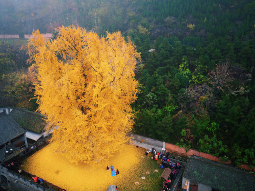 zhuanghongru:1400 year old ginkgo tree. 地點：陝西省西安市古觀音禪寺 Photography: Han Fei