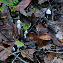 steepravine:  Tiny White Mushrooms Popping Out Of Leaves (Mount Tamalpais, Caifornia - 11/2014)