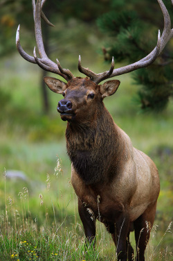 Cuiledhwenofthegreenforest:  Mighty By Nate Zeman. 