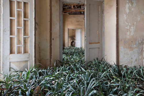 itscolossal:Nature Thrives in Tehran’s Abandoned Courtyards, Staircases, and Bedrooms in a Photo Ser