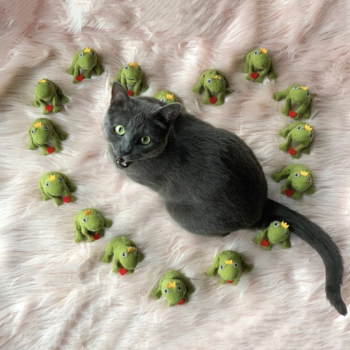 i-sapphiccryptid-i: silvery-goblin: catsbeaversandducks: When life gives you too many frogs… 