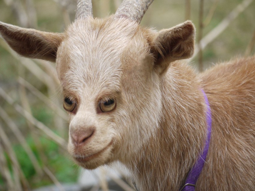 tastefullyoffensive:  Animals with front-facing eyes are the stuff of nightmares.