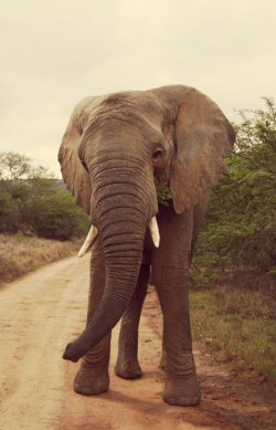 wild-diary:  Elephant | Drea Frei