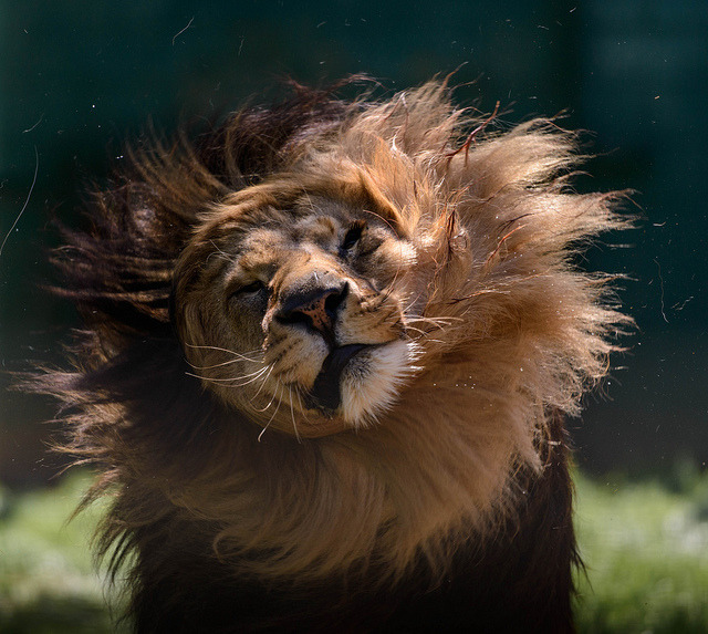 peace-be-dreams:  photogenic lions are ma favvve 