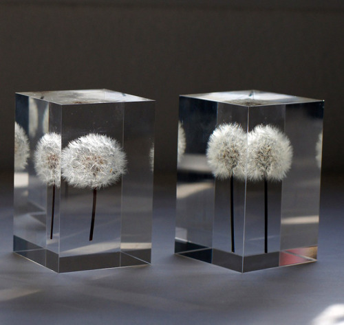 smartgirlsattheparty: itscolossal: OLED Dandelion Lights by Takao Inoue Wow!