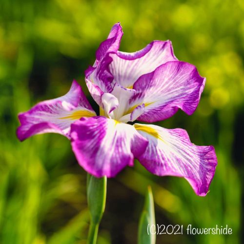 #flowers #flower #flowerlovers #花 #花が好きな人と繋がりたい #花好きな人と繋がりたい #写真好きな人と繋がりたい #beautifulflowers #su