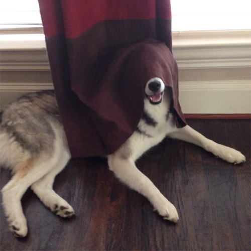 tastefullyoffensive:  Pets Who Are Terrible at Hide and Seek [via]Previously: Kids Who Are Terrible at Hide and Seek 