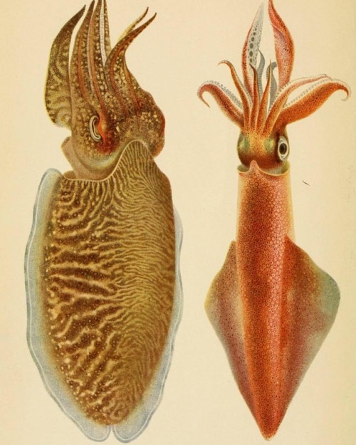 Common cuttlefish (Sepia officinalis) and European squid (Loligo vulgaris) for #CephalopodAwarenessD