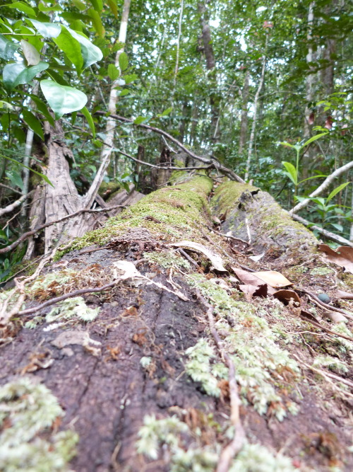 Rainforest at Paluma, Townsville.  Queensland. Photographer: Melanie Wood