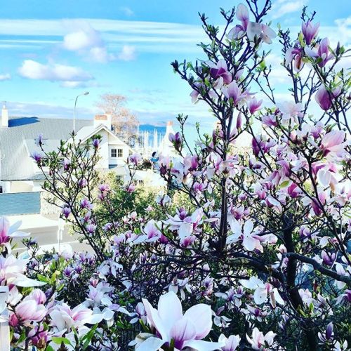 Magnolia in all of her glory at the Sandy Bay property we styled #stunning #bellepropertystyling #ho