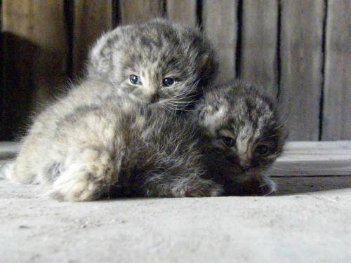 plumbunnie: I’ve posted them before, but omg, these never get old. Otocolobus manul / Pallas C