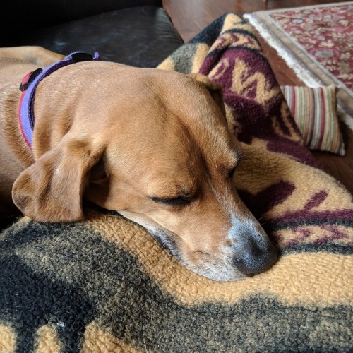 Okay okay so I wanted to send a cute dog picture to you the other day when you were sad but your sub