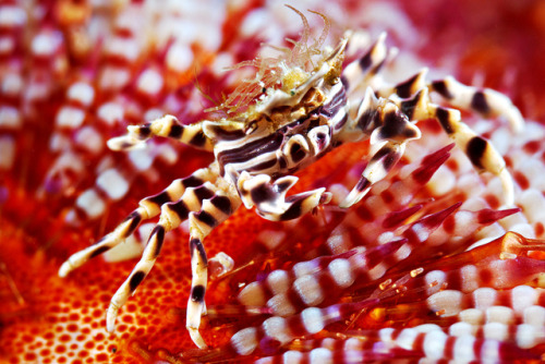 Zebra Urchin Crab and Fire Urchin