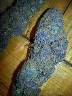 feelthefrost:  Purple berry