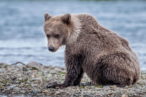 fuck-yeah-bears:  The Staring Contest by Debbie Tubridy