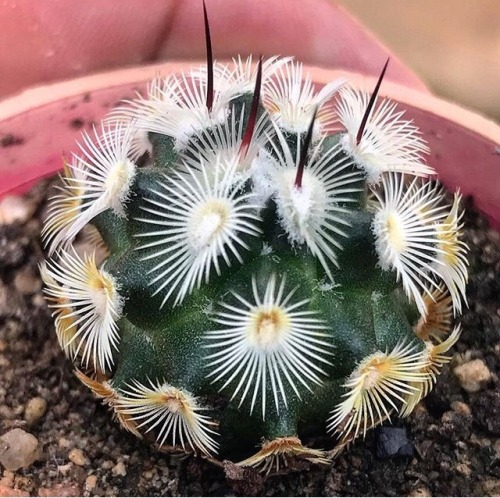 artisticlog: Mammillaria ✨