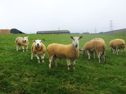 Leicester (long faces) and Beltex (squatty heads) rams hanging out down near the farm this morning. 