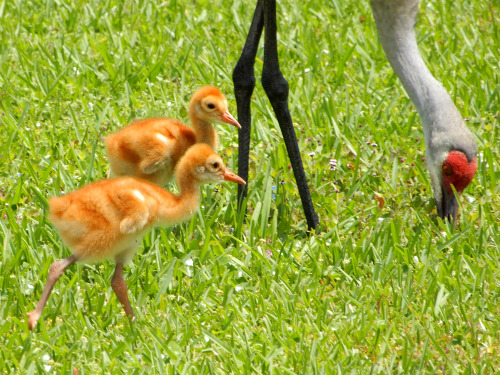 scrubfoot:Really bad photos of some Sandhill Crane chicks seen yesterday! These are very young chick