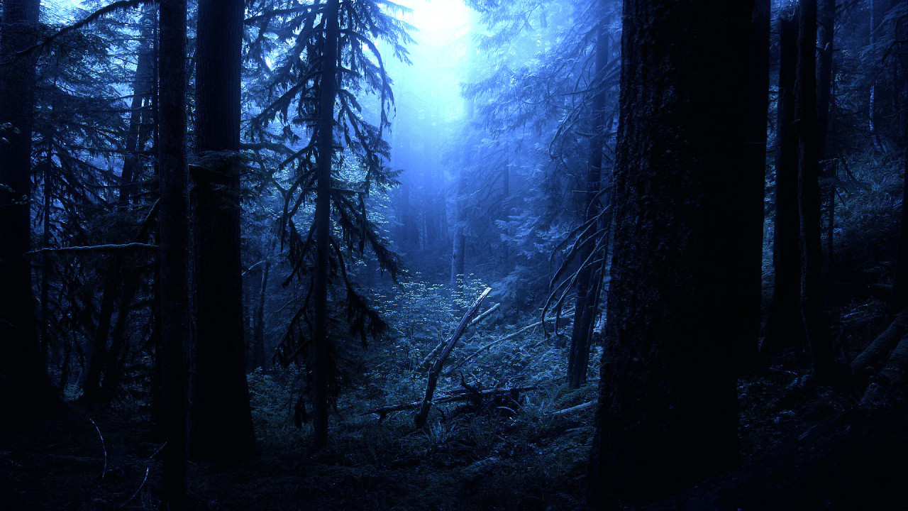 Dark forest