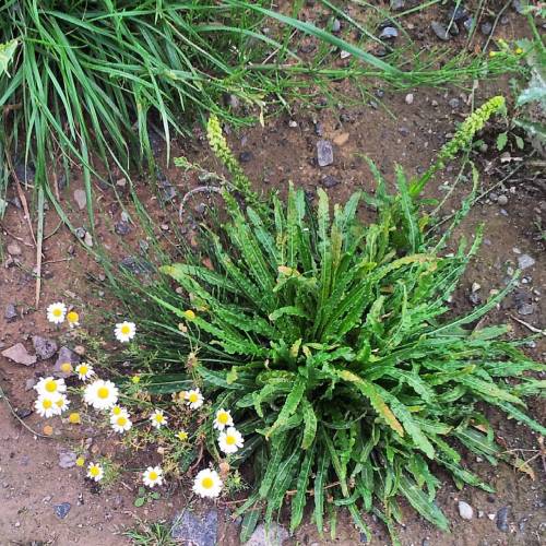A Small #patch Of #daisies And Some Other #green #plant Taken Yesterday 10.8.15 At #Technologiepark #Dortmund