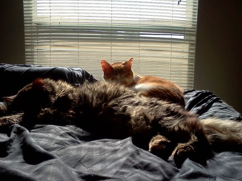 atalantapendrag: Anya and Boston in a sunbeam!