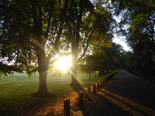 Glorious walk to work this morning - I love autumn