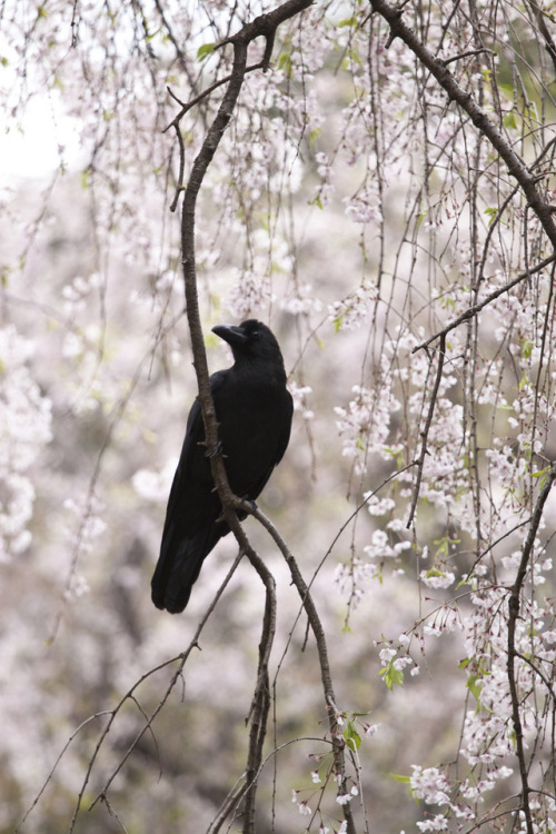 gardenofgod - Crow and Sakura, by Yumi.