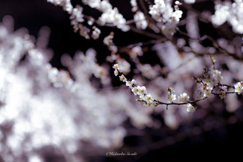 landscape-photo-graphy:The Enchanting Japanese Spring Photographed by Hidenobu Suzuki Japanese beaut