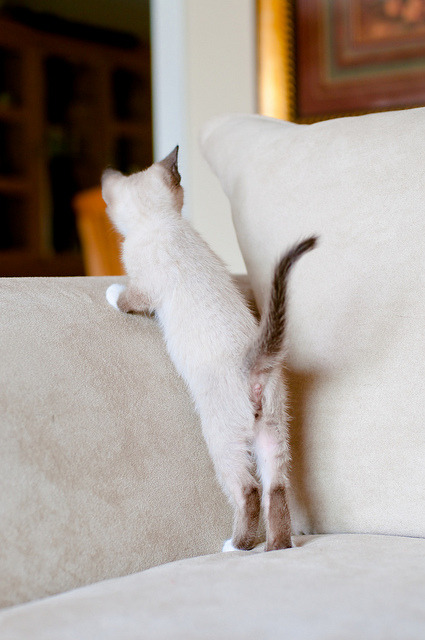 Harvey, the amazing white-ish foster kitten by estacey on Flickr.