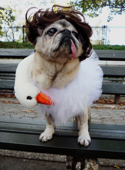 gracehelbig:  buzzfeed:  Pugs wearing costumes