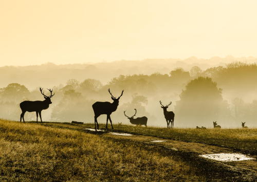 somaornothing:  (via 500px / Stag party by Sean Geer)