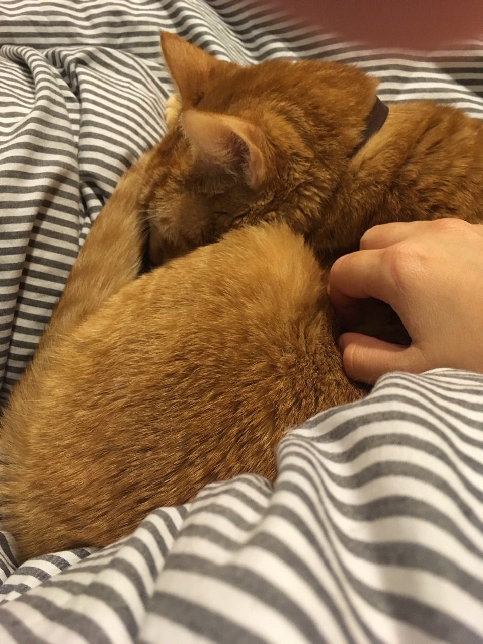 Sleepy kitty cat
