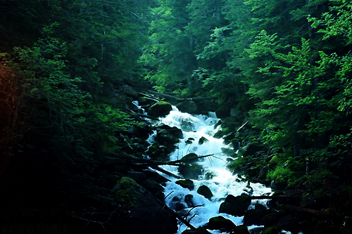 lori-rocks:  meanwhile in the forest