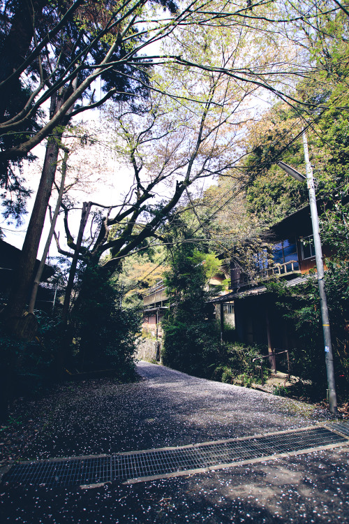 kuroinusphoto: 2015年04月04日 02．無題 京都府