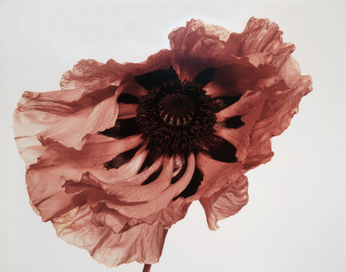 designladder:  IRVING PENN, BROOKE TESTONI 