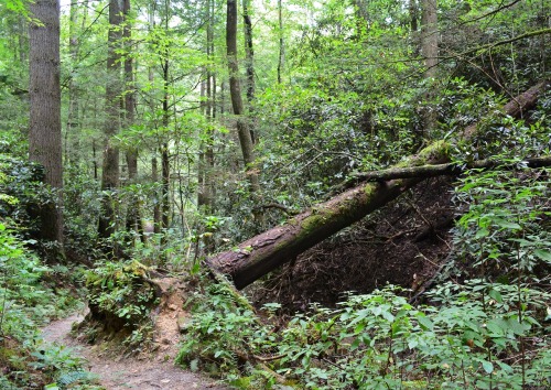 Day trip to Red River Gorge in KY! Creation Falls, Princess Arch, and Chimney Top Rock.