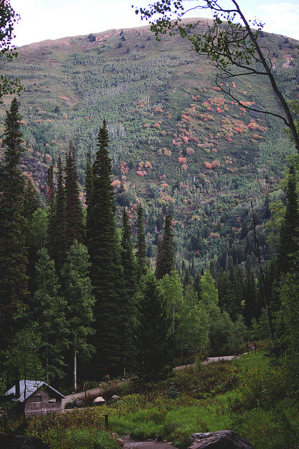 XXX oh-haroo:  Follow me for more vertical nature photo