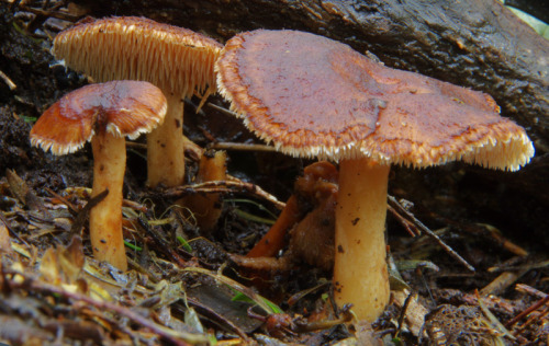 Best finds from a very productive little stroll along the Mount Pukematekeo footpath last July. 