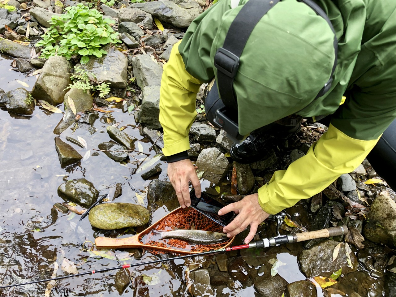 Royal Milktea Spicy Fishing 秋の北海道イワナ アメマス オショロコマ ミヤベイワナ