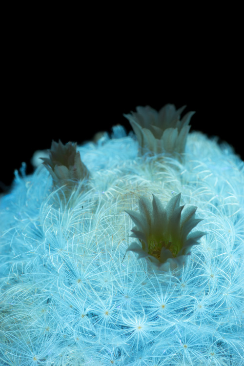 conspectusargosy:Mammillaria plumosa, the feather cactus.While the flowers exhibit only the most min