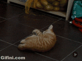 WTF?! Ninja cat.
