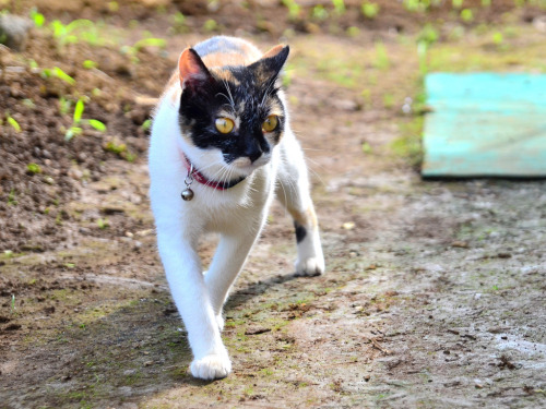 畑の小屋に住んでる三毛猫♀ / Japanese Tortoiseshell Cat ♀ Her name is Holmes. Abandoned immediately after birth, 
