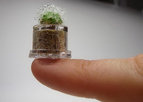 komaedanagitokun:  tiny cacti make me happy  look at this tiny cactus its so small