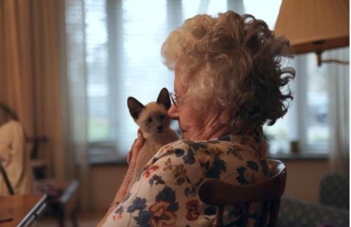 A kitten’s loveGrandma absolutely in love with 3 month old lilac point female siamese kitten O